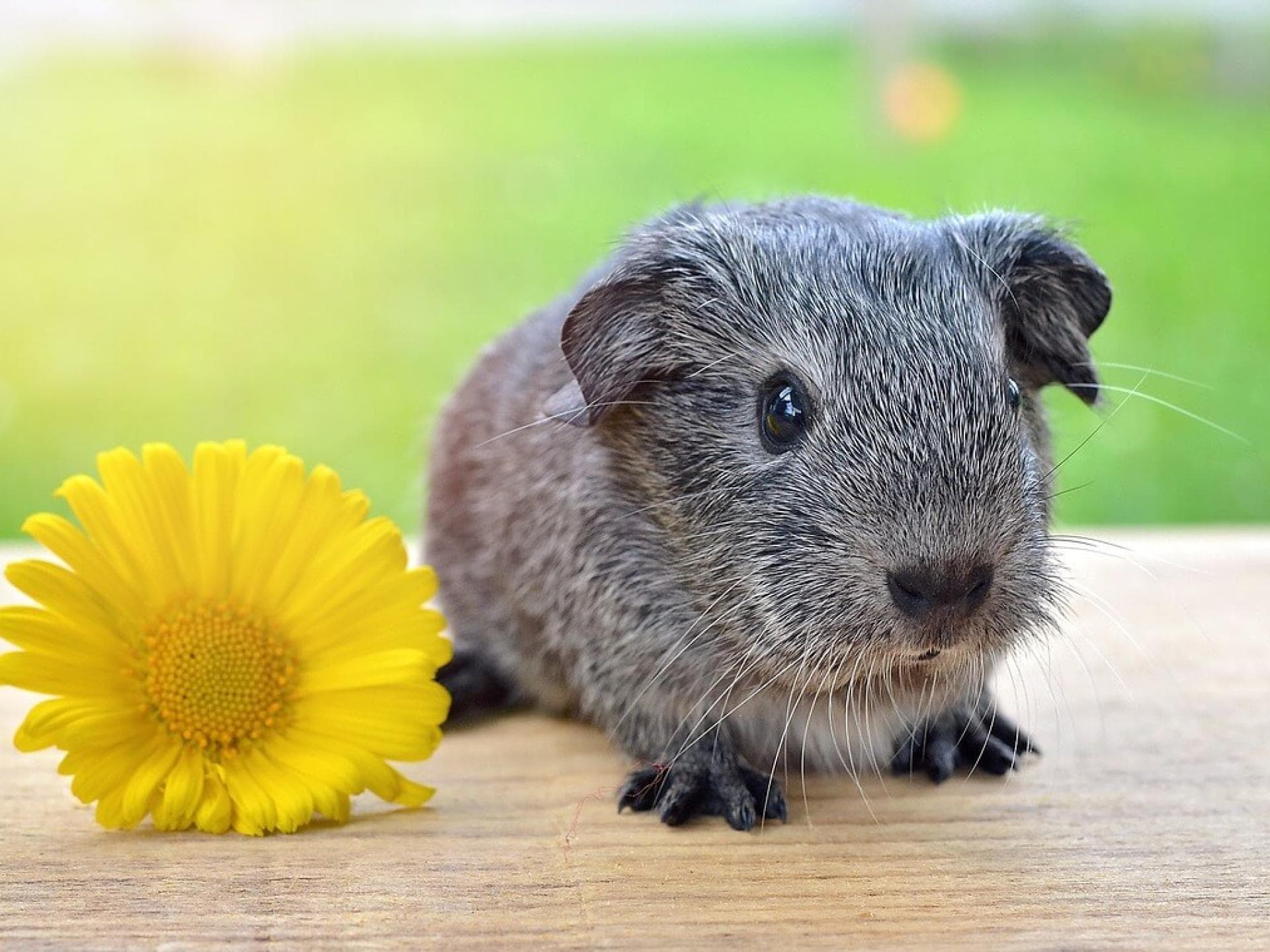 Gratis Grußkarten: süße Tierkinder-Motive versenden